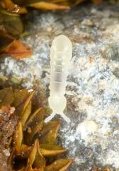 Poduromorpha