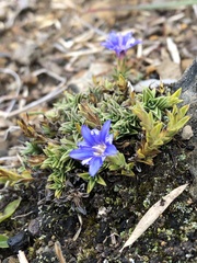 Gentiana arisanensis