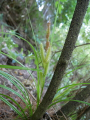 Carex forsteri