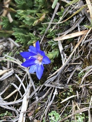 Gentiana arisanensis