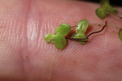 Lemna disperma