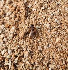 Hodotermes mossambicus