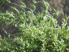 Sapium haematospermum