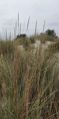 Ammophila arenaria
