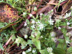 Swertia macrosperma