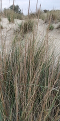 Ammophila arenaria