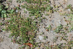 Trifolium glomeratum