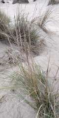Ammophila arenaria