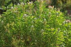 Leucadendron coniferum