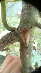 Metcalfiella
