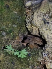 Gonatodes albogularis fuscus