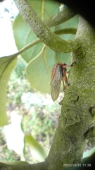 Metcalfiella
