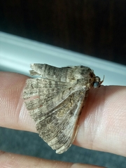 Pericyma cruegeri