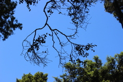 Streblus heterophyllus