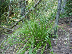 Carex forsteri