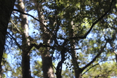 Streblus heterophyllus