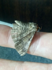 Pericyma cruegeri