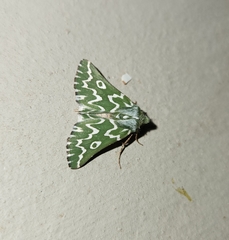 Drepanogynis bifasciata