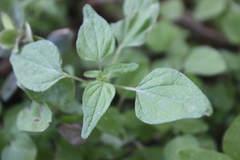 Parietaria debilis