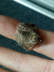 Pericyma cruegeri