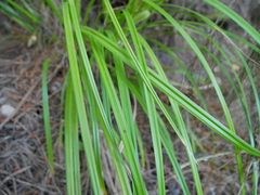 Carex forsteri