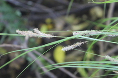 Carex virgata