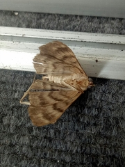 Pericyma cruegeri