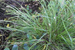 Carex virgata