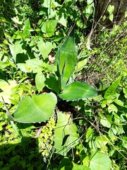 Agave salmiana