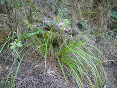 Carex forsteri