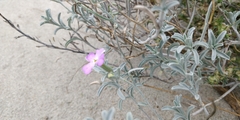 Malcolmia littorea