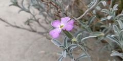 Malcolmia littorea