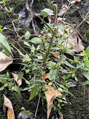 Bidens discoidea