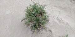 Echinophora spinosa