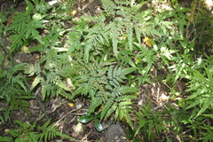 Adiantum formosum