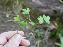 Eccremocarpus scaber