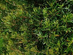 Metrosideros angustifolia