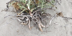 Echinophora spinosa