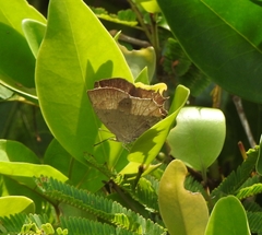 Surendra quercetorum