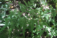 Adiantum formosum