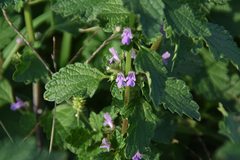 Marrubieae