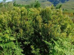 Metrosideros angustifolia