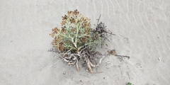 Echinophora spinosa