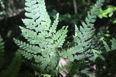 Adiantum formosum