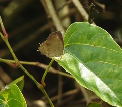 Surendra quercetorum