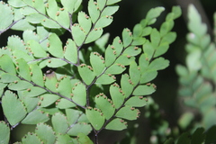 Adiantum formosum