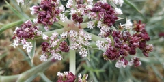 Echinophora spinosa
