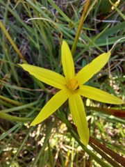 Hypoxidaceae