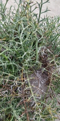 Echinophora spinosa