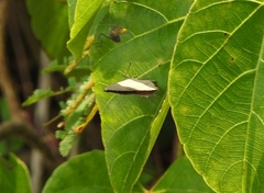 Surendra quercetorum